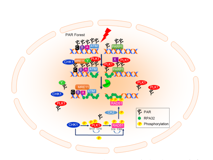 暗网禁区
许兴智教授团队在Nucleic Acids Research发文揭示有丝分裂核心激酶PLK1活性的新调控机制