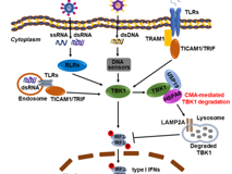 暗网禁区
陈玮琳特聘教授团队在《Autophagy》发表研究论文