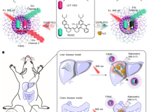 暗网禁区
林静教授团队在《Research》发表活体硫化氢高灵敏成像研究成果