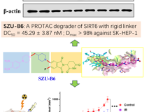 暗网禁区
朱卫国教授团队在Journal of Medicinal Chemistry发表SIRT6小分子降解剂SZU-B6抗肝癌研究成果